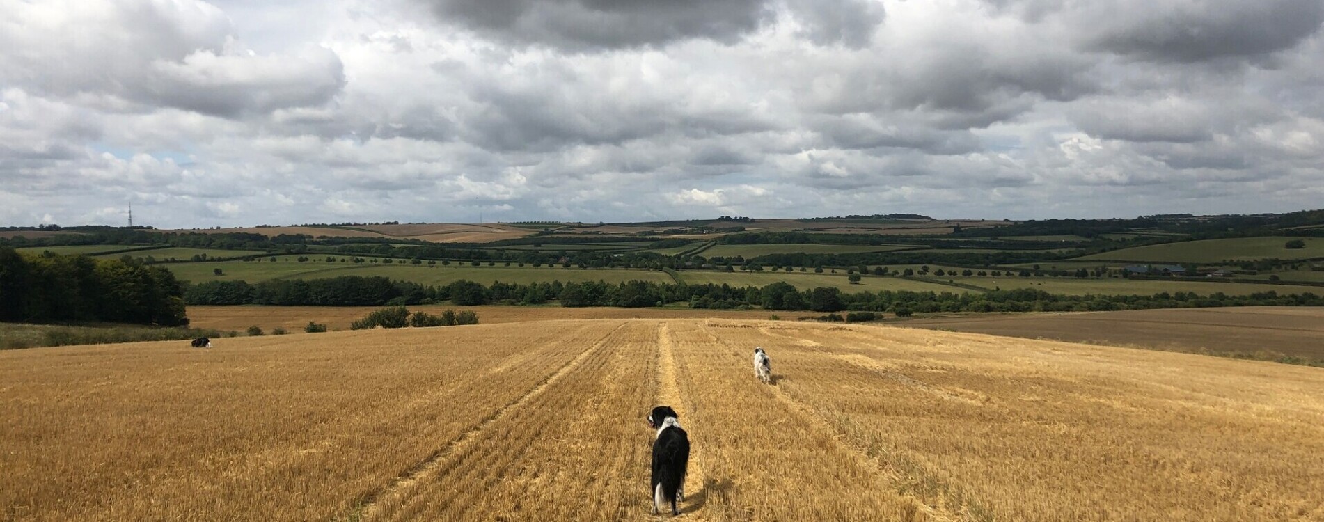 Dog in a field by Alice Robertson (cropped)