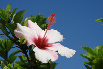Gardens Of Madeira