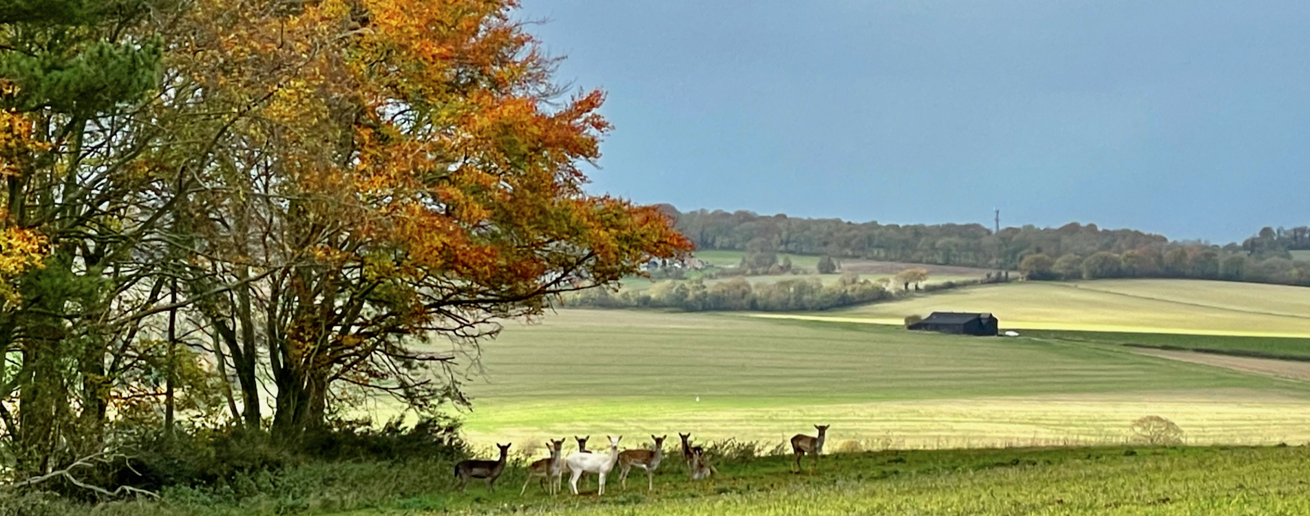 Deer-on-the-horizon