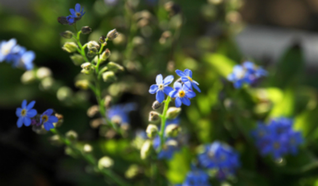coping with a dry garden