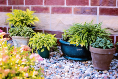 Winter-To-Spring-Container-Planting